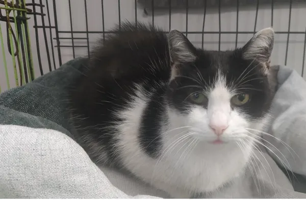 Znaleziono kota, Toruń, 20 marca 2026