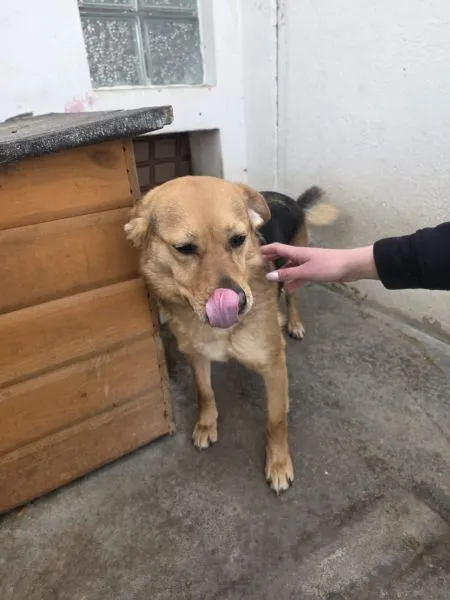 Pies do adopcji, Radom, 25 lutego 2026