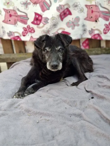 Pies do adopcji, Radom, 23 lutego 2026