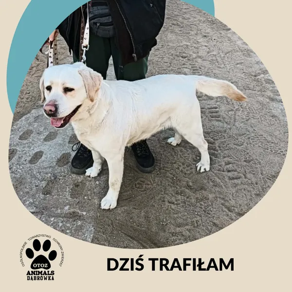 Znaleziono psa, Dąbrówka, 26 marca 2026