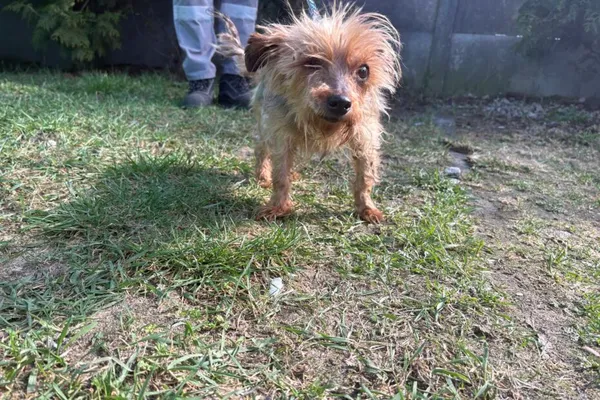 Znaleziono psa, Henrykowo, 14 marca 2026