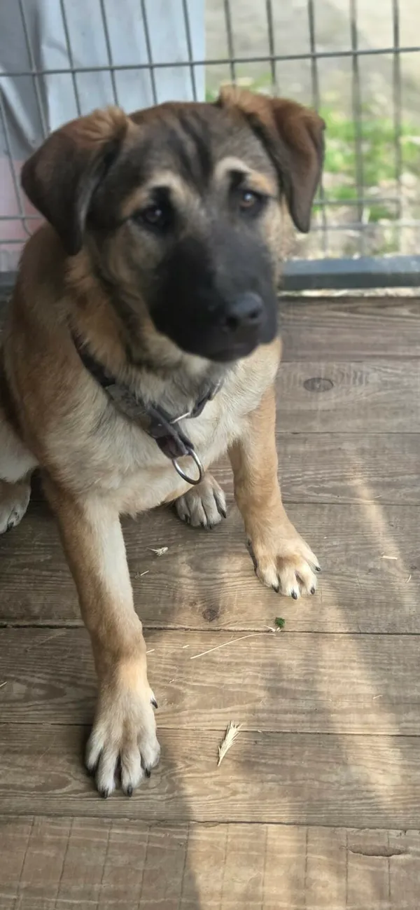 Pies do adopcji, Zgierz, 26 marca 2026 (2/5)