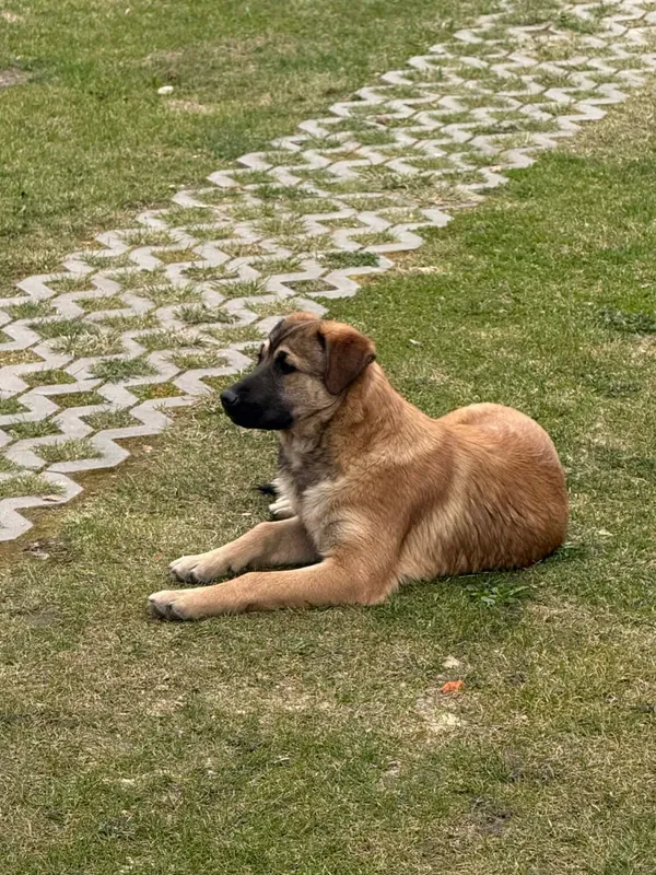 Pies do adopcji, Zgierz, 26 marca 2026 (4/5)