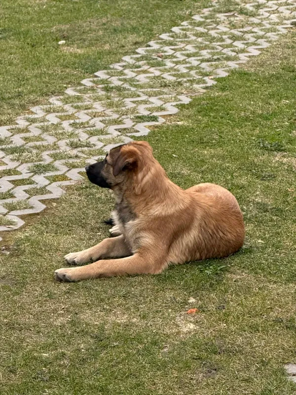 Pies do adopcji, Zgierz, 26 marca 2026 (5/5)