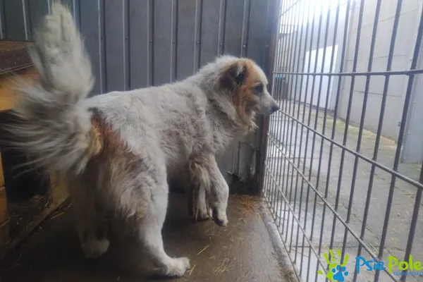 Znaleziono psa, Racławice, 25 marca 2026 (1/3)