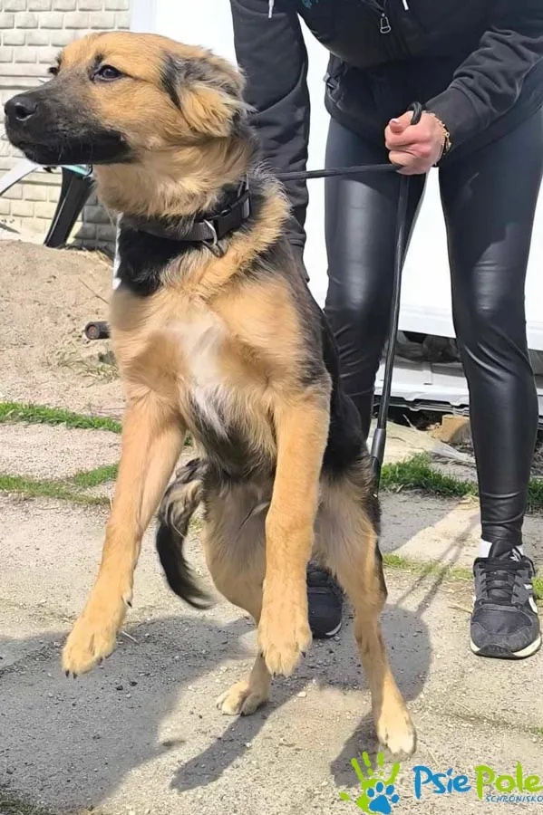 Znaleziono psa, Racławice, 24 marca 2026 (1/2)