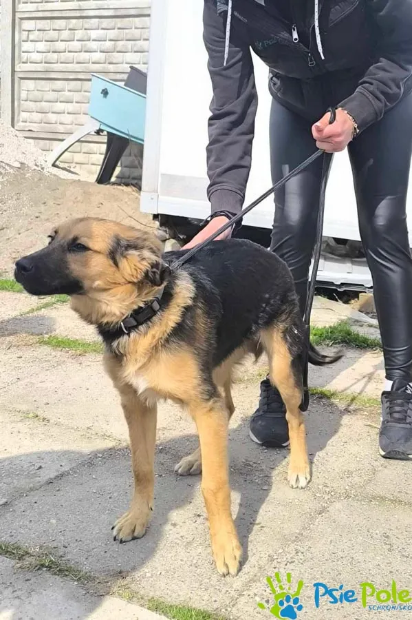 Znaleziono psa, Racławice, 24 marca 2026 (2/2)