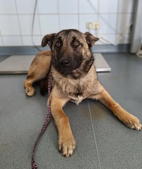 Znaleziono psa, Lublin, 28 marca 2026