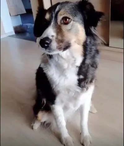 Pies do adopcji, Głowno, 28 marca 2026 (1/3)