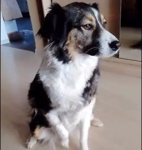 Pies do adopcji, Głowno, 28 marca 2026 (2/3)