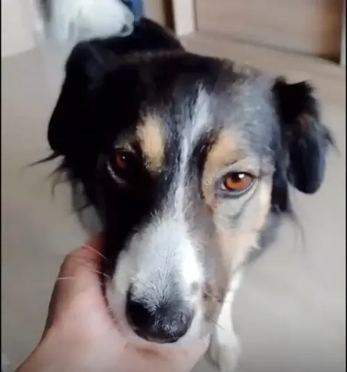 Pies do adopcji, Głowno, 28 marca 2026 (3/3)