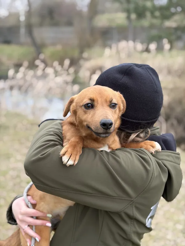 Pies do adopcji, Bełchatów, 2 marca 2026 (1/5)