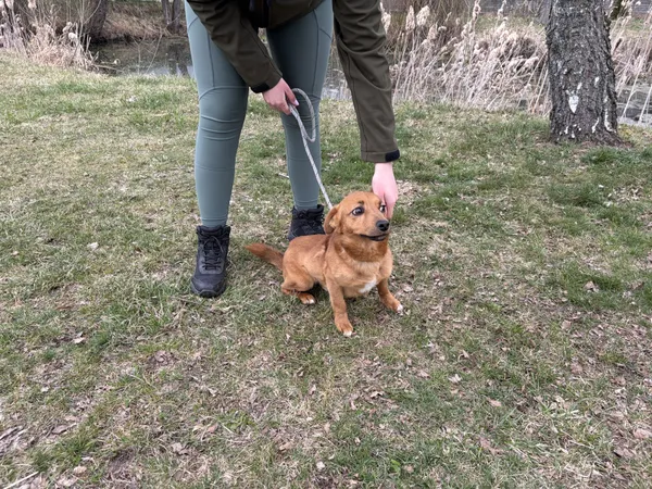 Pies do adopcji, Bełchatów, 2 marca 2026 (5/5)