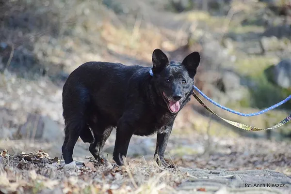 Znaleziono psa, Toruń, 3 lutego 2026