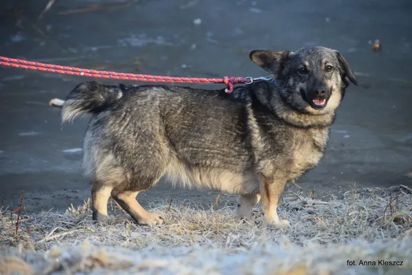 Znaleziono psa, Toruń, 13 lutego 2026