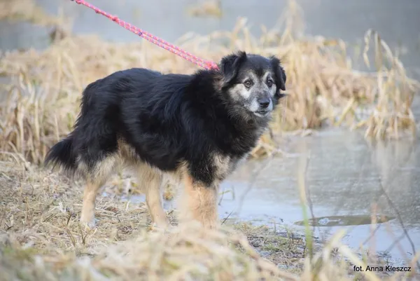 Znaleziono psa, Toruń, 4 lutego 2026