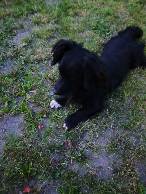 Zaginął pies, Radonie, 29 marca 2026 (1/2)