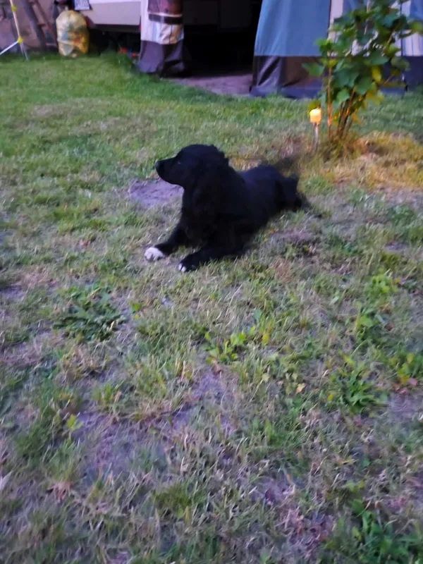 Zaginął pies, Radonie, 29 marca 2026 (2/2)