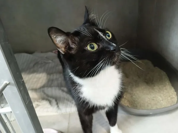 Kot do adopcji, Sosnowiec, 26 marca 2026