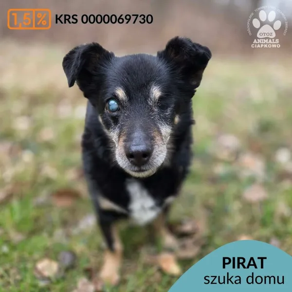 Pies do adopcji, Gdynia, 29 marca 2026 (1/5)