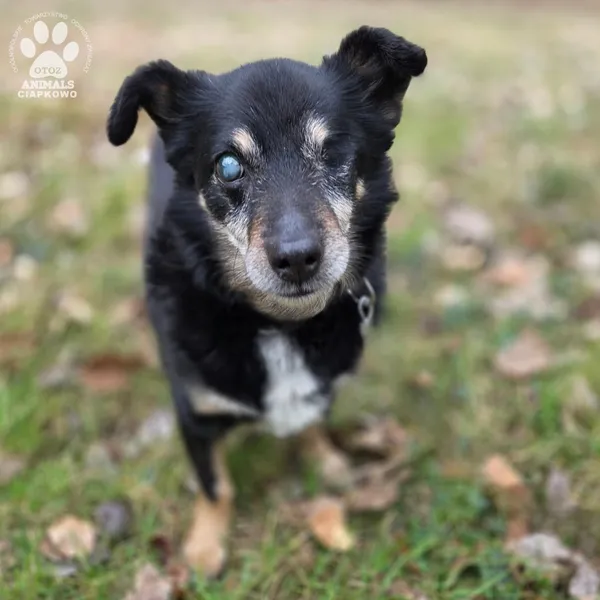 Pies do adopcji, Gdynia, 29 marca 2026 (5/5)