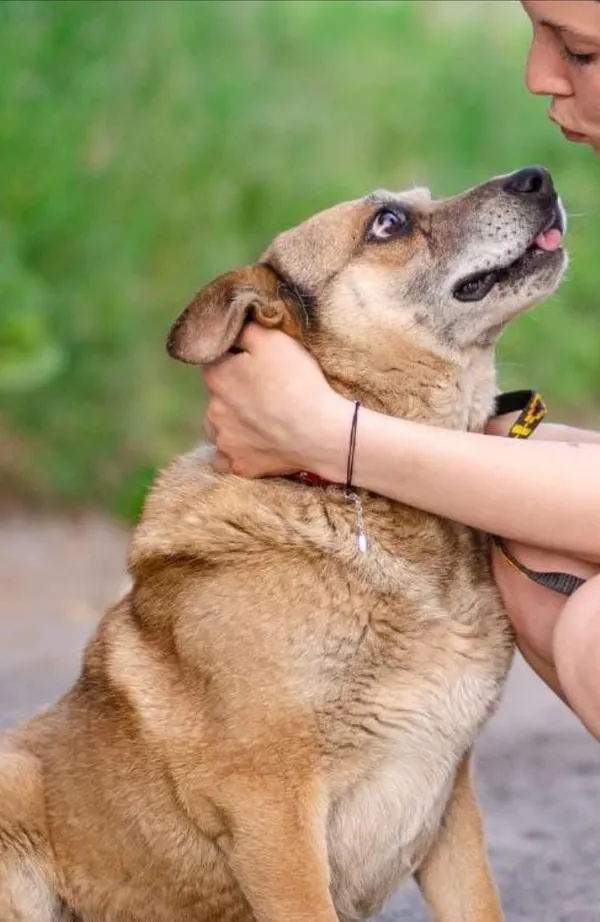 Oddam psa, Elbląg, Wyspa Spichrzów, 29 marca 2026 (1/3)