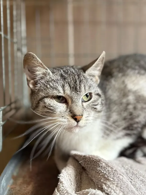 Kot do adopcji, Głowno, 29 marca 2026 (1/3)