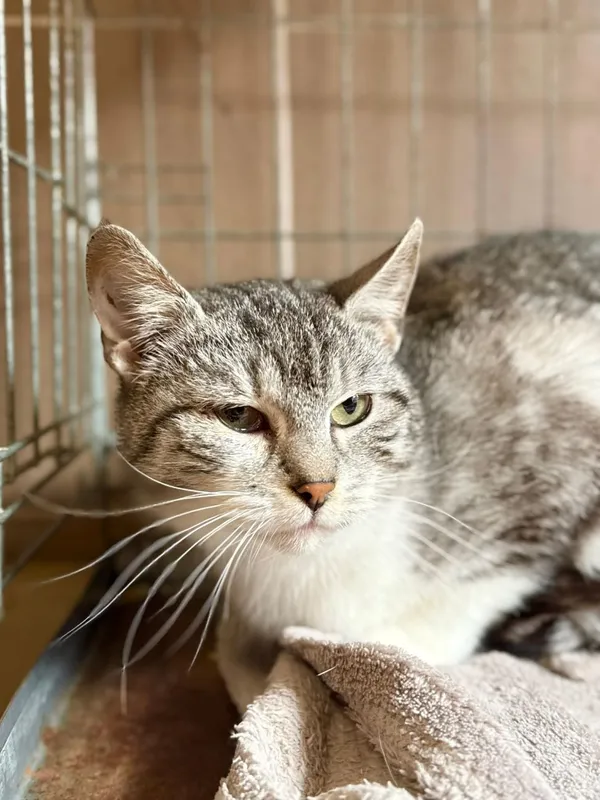 Kot do adopcji, Głowno, 29 marca 2026 (2/3)