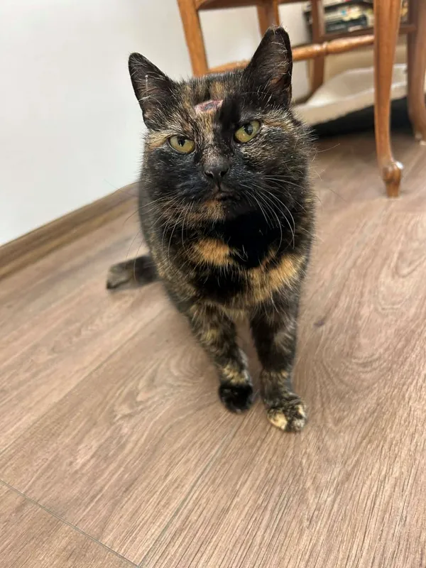 Kot do adopcji, Głowno, 29 marca 2026 (1/2)