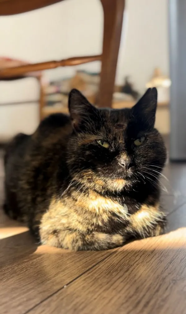 Kot do adopcji, Głowno, 29 marca 2026 (2/2)