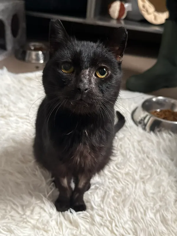 Kot do adopcji, Bydgoszcz, 29 marca 2026