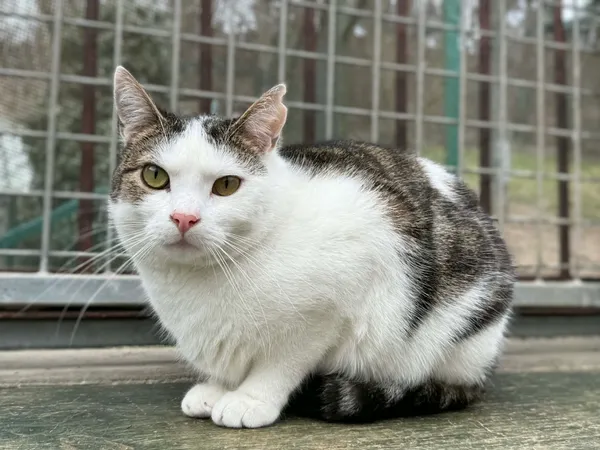 Kot do adopcji, Bydgoszcz, 3 maja 2026 (1/5)