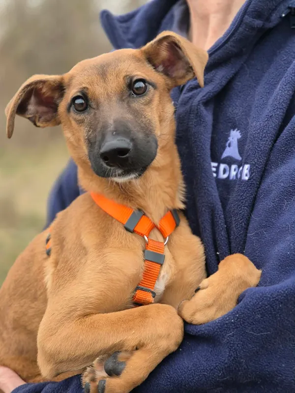 Oddam psa, Warszawa, Stare Włochy, 29 marca 2026 (1/4)