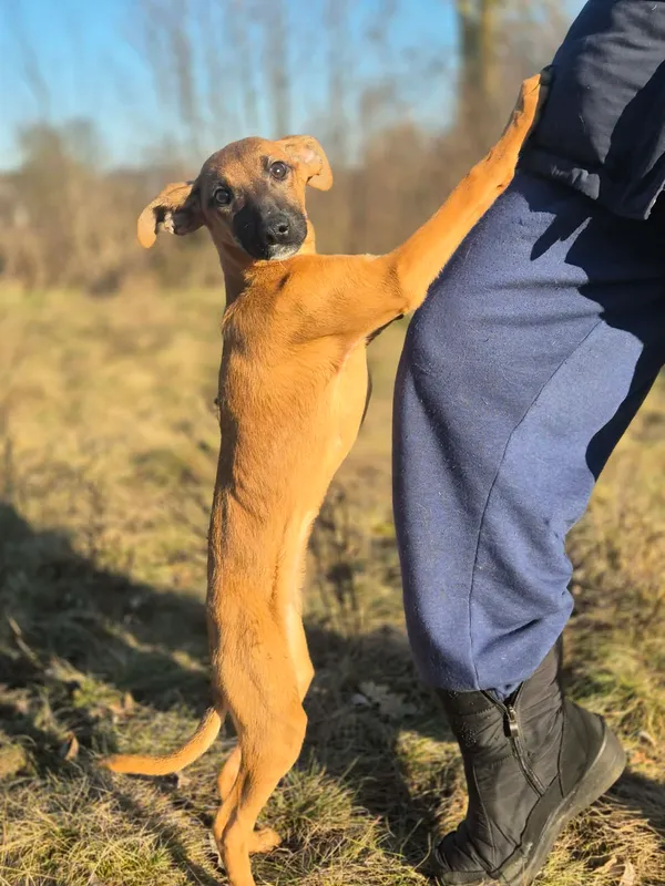 Oddam psa, Warszawa, Stare Włochy, 29 marca 2026 (2/4)