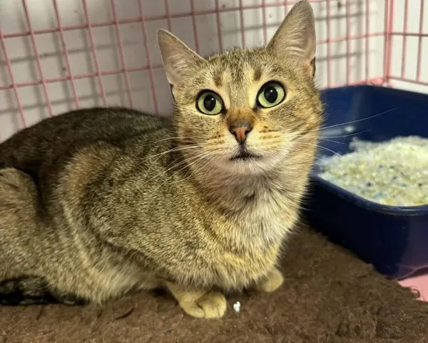 Kot do adopcji, Zgierz, 17 lutego 2026 (1/3)