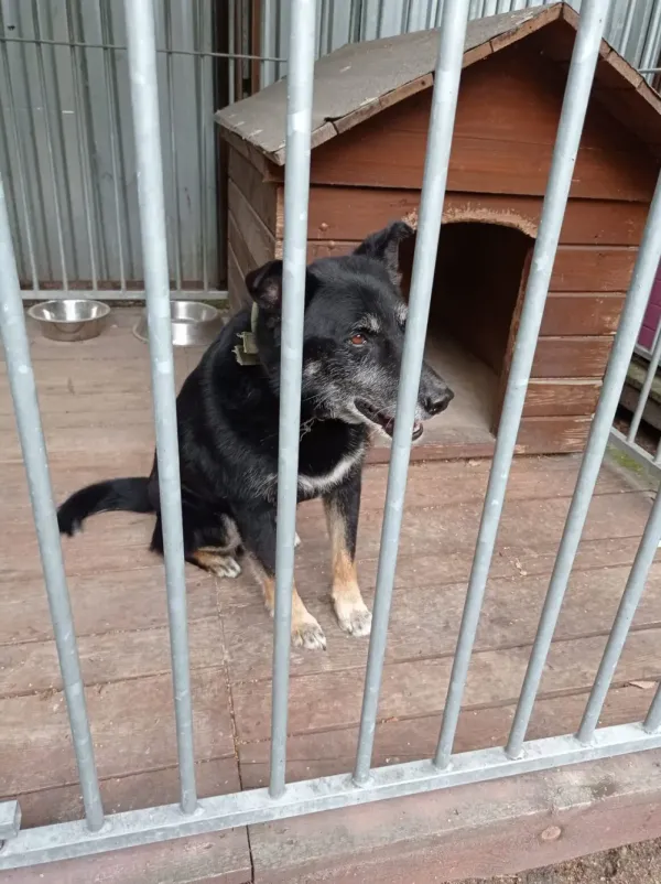 Pies do adopcji, Milanówek, 7 lipca 2024