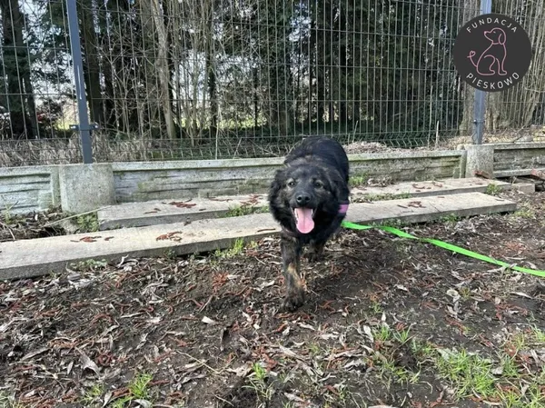 Pies do adopcji, Wolsztyn, 29 marca 2026