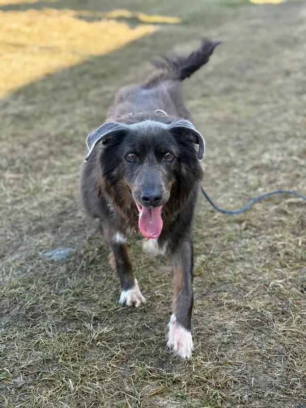 Pies do adopcji, Żywiec, 29 marca 2026 (1/5)