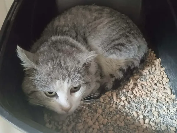 Znaleziono kota, Sosnowiec, 27 marca 2026