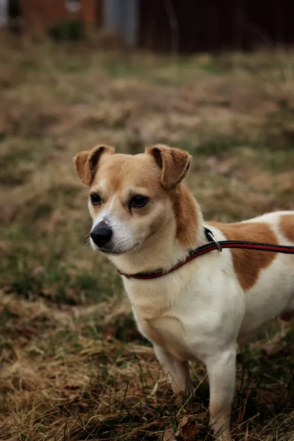 Pies do adopcji, Dłużyna Górna, 30 marca 2026 (3/5)