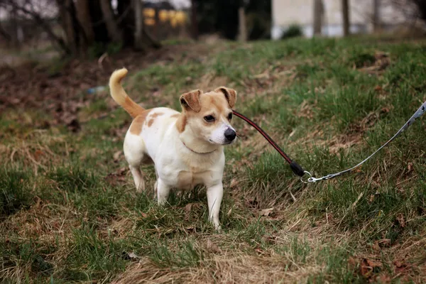 Pies do adopcji, Dłużyna Górna, 30 marca 2026 (4/5)