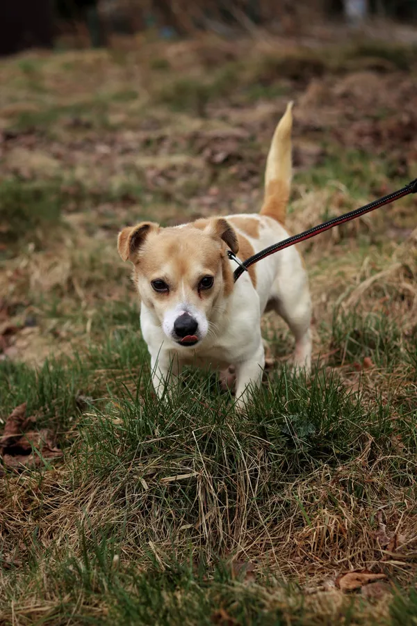 Pies do adopcji, Dłużyna Górna, 30 marca 2026 (5/5)