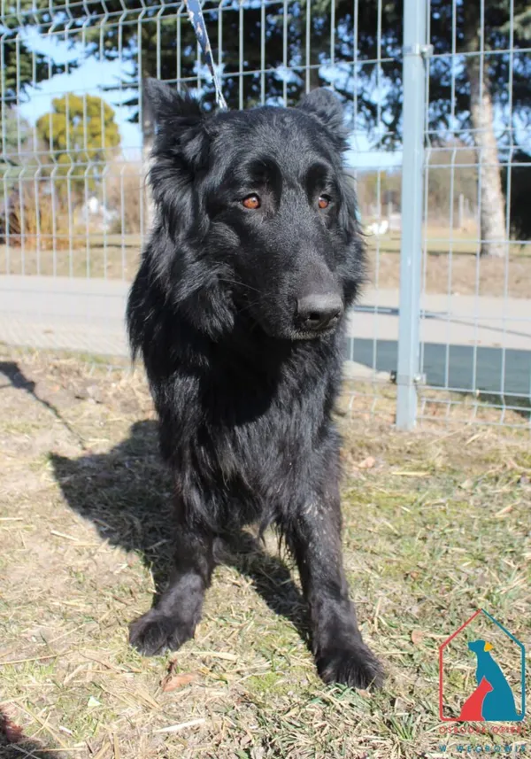 Pies do adopcji, Grudziądz, 6 marca 2026 (1/2)