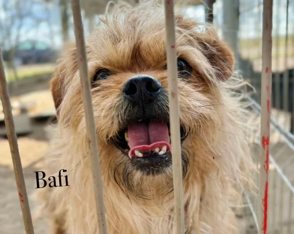 Pies do adopcji, Przyborówko, 30 marca 2026 (3/3)