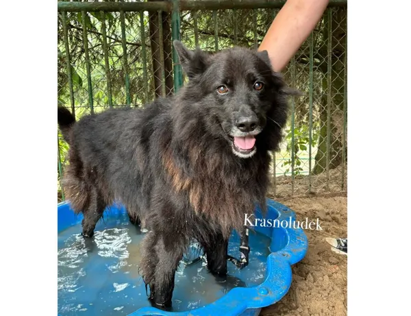 Pies do adopcji, Przyborówko, 30 marca 2026 (3/3)