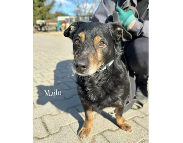 Pies do adopcji, Przyborówko, 30 marca 2026 (3/3)