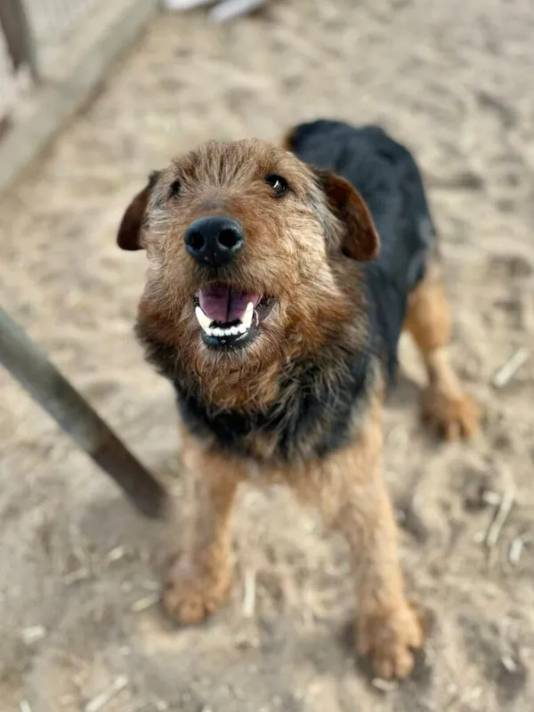 Pies do adopcji, Przyborówko, 30 marca 2026 (1/3)