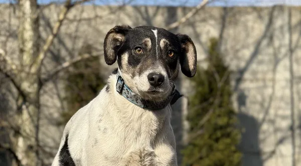 Pies do adopcji, Pieczyska, 30 marca 2026 (1/5)