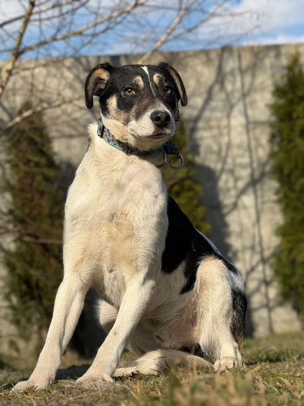 Pies do adopcji, Pieczyska, 30 marca 2026 (3/5)