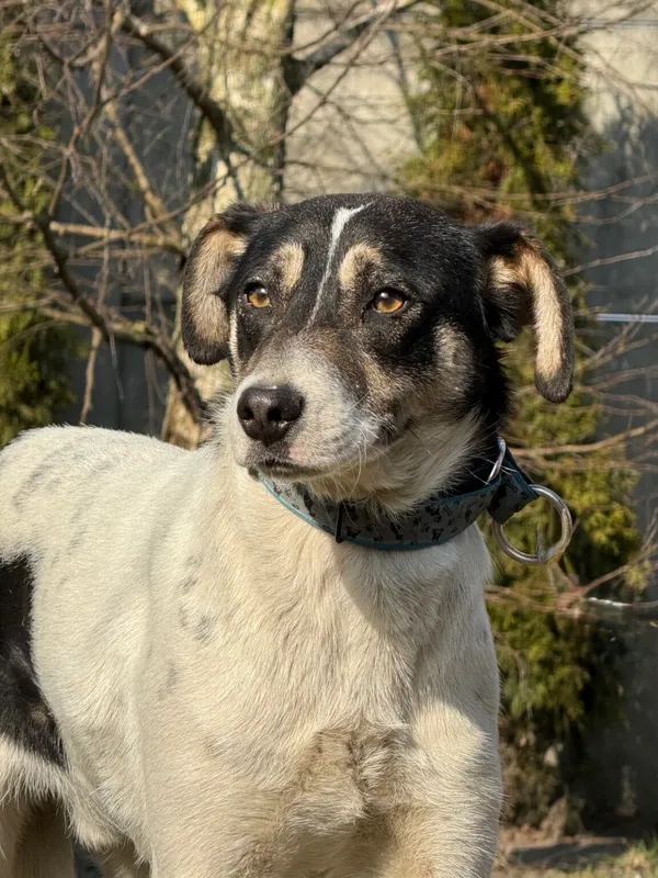 Pies do adopcji, Pieczyska, 30 marca 2026 (4/5)